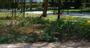 Tulpen_5.webp