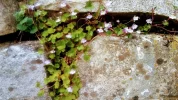 Mauerblümchen_1.webp