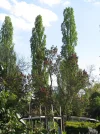 IMG_5470.webp