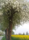 Birnenblüte_7.webp
