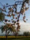 Apfelblüte_2.webp