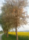 Apfelblüte_4.webp