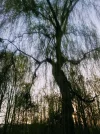 Trauerweide_1.webp