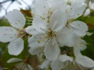 Blüte.webp