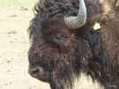 Bison.webp
