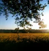 Apfelblüte im Sonnenuntergang_4.webp