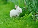 Hasenbaby-weiss-auf-Wiese-shutterstock-Zelenenka-Yuliia-167931605.webp