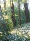 Märchenwald_4.webp