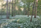 Märchenwald_5.webp