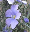 Lein 2.webp