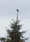 Amsel auf der Tanne.webp