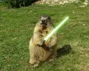 !! Murmeltier.webp