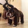 7 Hund hörner.webp