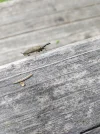 IMG_20200506_144904.webp