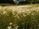 Margariten_1.webp