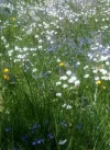 Ungepflegter Kurpark_2.webp