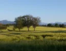 Feld und Flur_1.webp