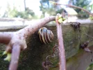 DSCN0310.webp