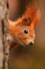 1 a flink.gif
