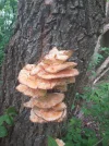 IMG-20200523-WA0015.webp