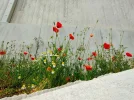 Kamille Klatschmohn Hingerwee.webp