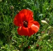 Mohn.webp