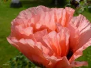 Mohnblüte 1.webp