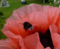 Mohnblüte 4.webp