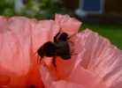 Mohnblüte 5.webp