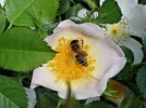 IMG_20200527_105445.webp