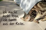 7 cat-ichmachenichtyoga.webp