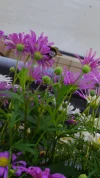 hummel 5.webp