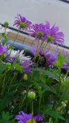hummel 4.webp