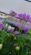 hummel 2.webp