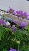 hummel 3.webp