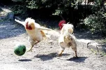 7 Hähne fussball.webp