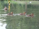 DSCN9749.webp