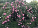 83A50476-FCD4-48E1-B616-F56C6F61E144.webp