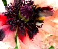 Mohn1.webp