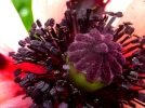 Mohn2.webp