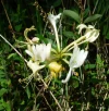 Geissblatt.webp