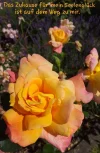 IMG-20200625-WA0001.webp