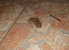 IMG_4888.webp