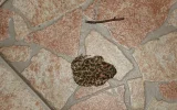 IMG_4890.webp