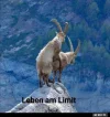 7 leben am Limit.webp