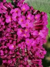 IMG_20200712_085206.webp