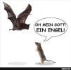 7 Fledermaus.webp