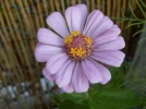 DSCN2601.webp