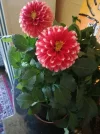 IMG_20200801_135949.webp