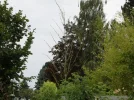 bambi3.webp